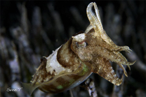 A cuttlefish on a night dive by Sven Tramaux 